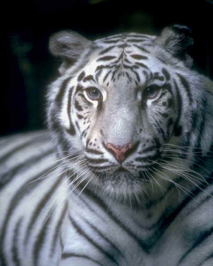 white tiger Pictures, Images and Photos