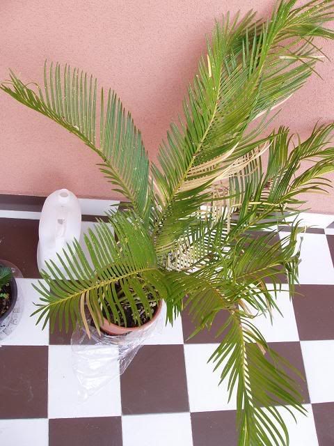 P1070126.jpg