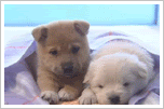 thdoggs2.gif 2 hondjes image by wimmie_2007