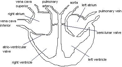 Heart diagram valves