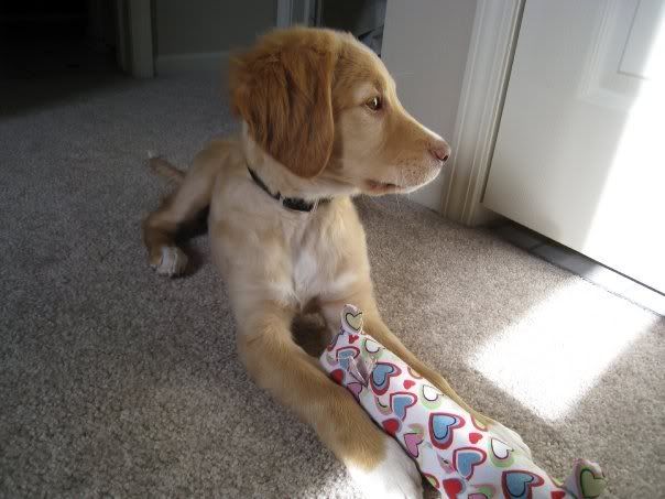 yellow lab golden retriever mix puppies. a yellow Lab/Brittany mix,