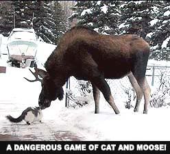 CatMoose.jpg