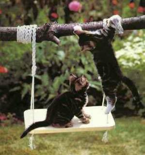 Swingingcats.jpg