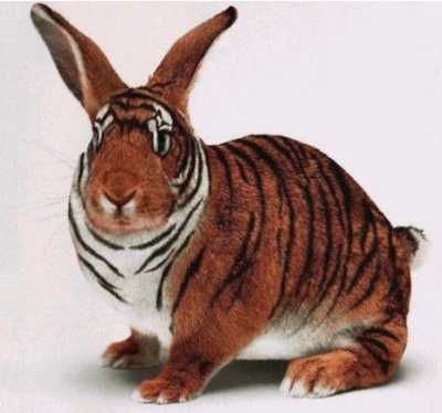 Tigerhase.jpg