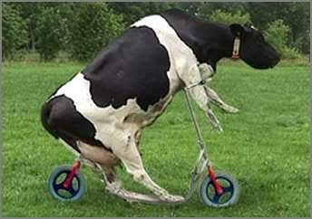scootercow.jpg