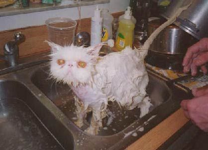 wetcat.jpg
