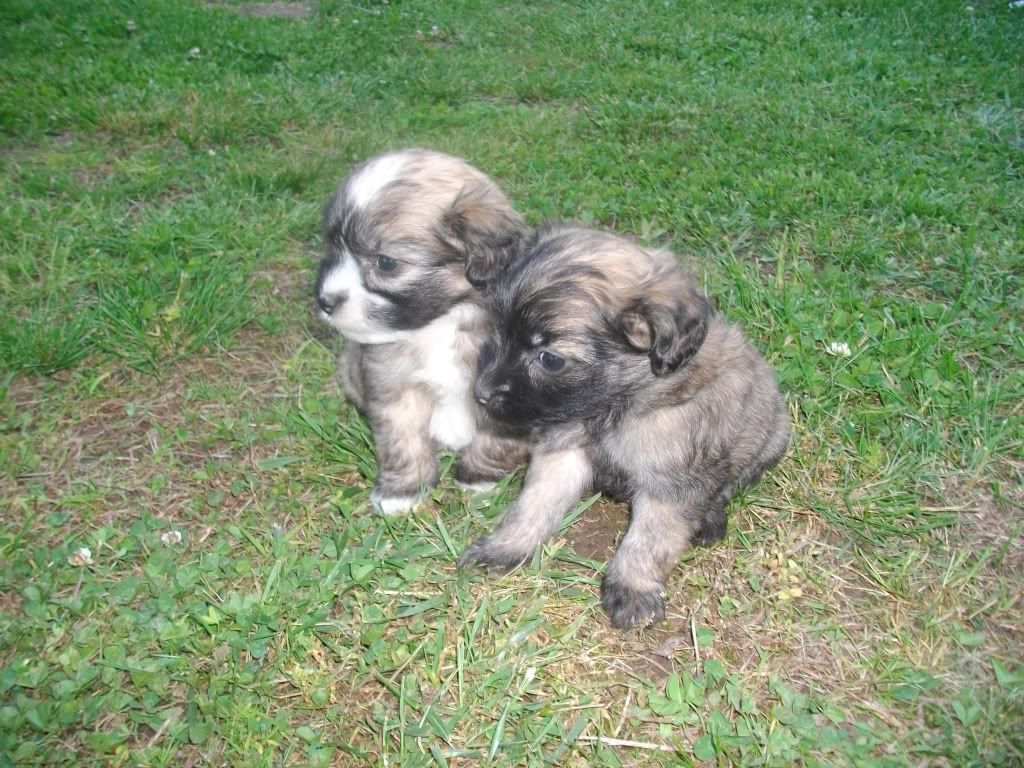 Lowchen Dogs Puppies
