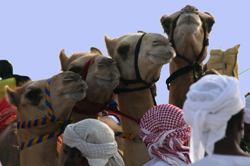 Camels.jpg