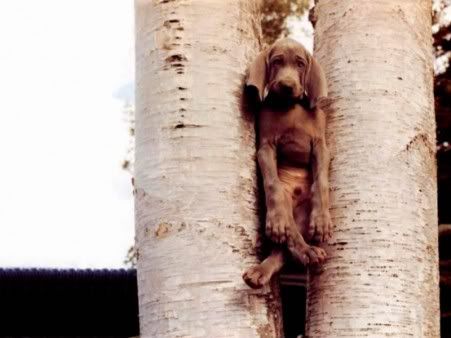 funny-dog-stuck-in-tree-backgrounds-451x338.jpg