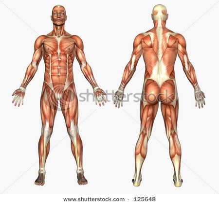 stock-photo--d-render-depicting-human-anatomy-muscles-male-125648.jpg