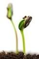 growing seed