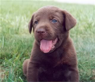 puppy-1.jpg Chocolate lab puppy image by shattered_rosebud