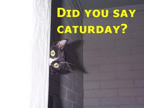 caturday-9.jpg