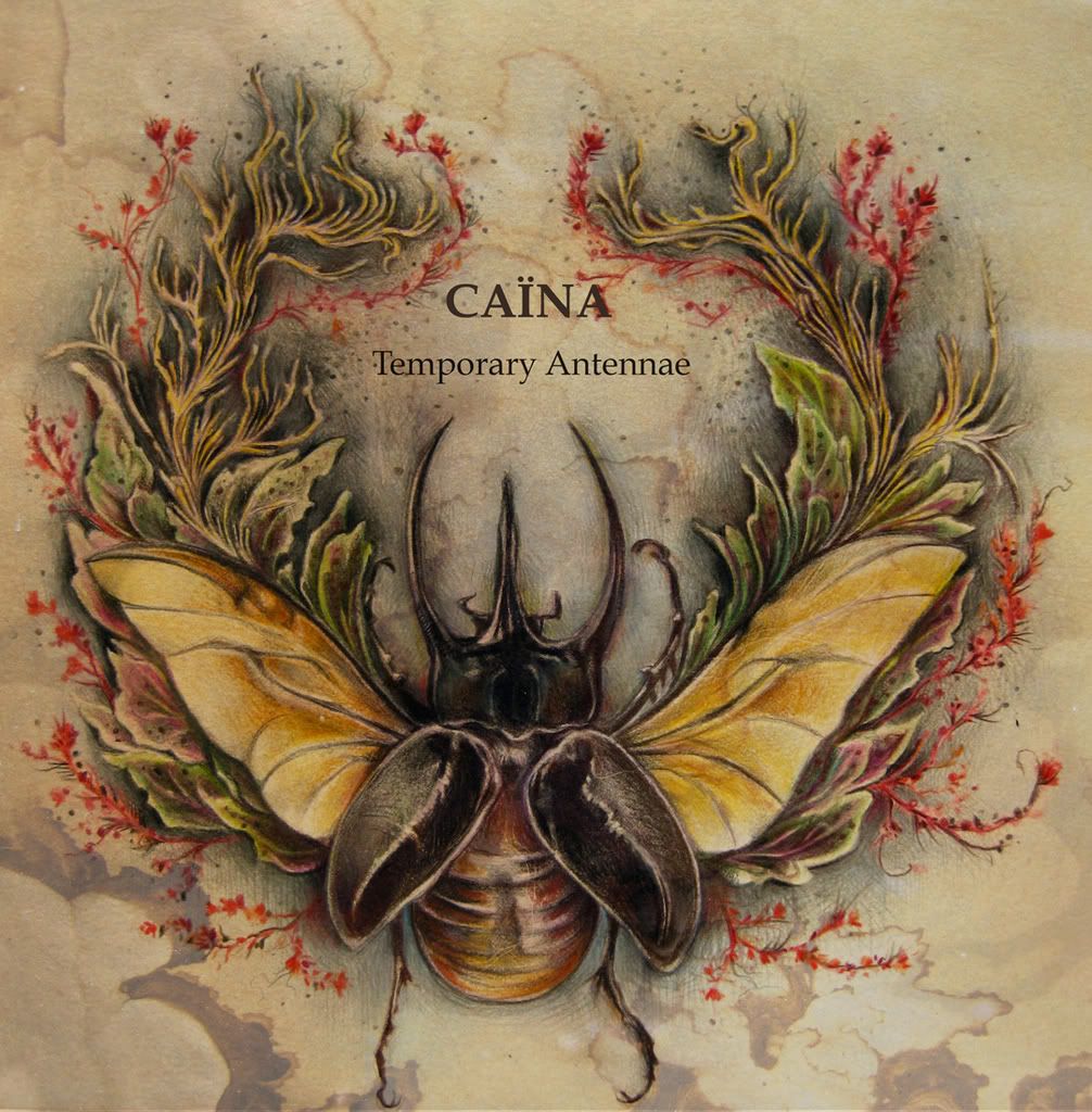 Caina's Temp Ant