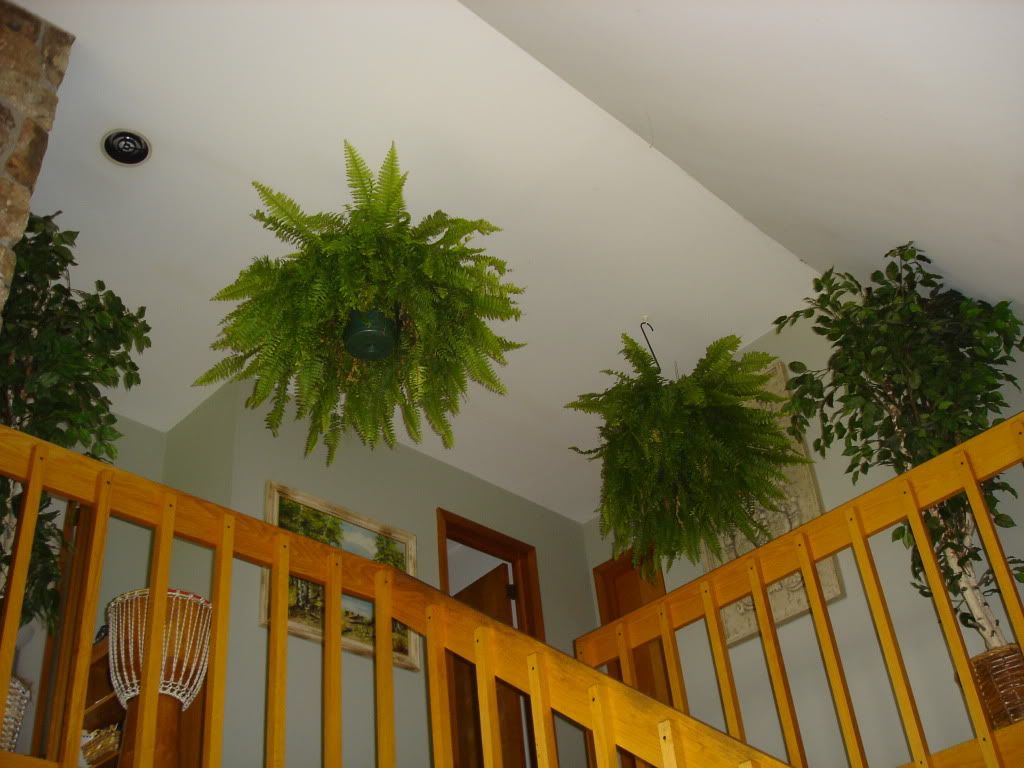 Boston Fern Houseplant