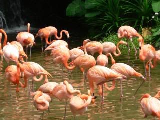 group of flamingo Pictures, Images and Photos