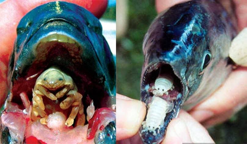 Fish Tongue Parasite