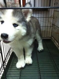 Chuyên bán và nhận oder các giống chó husky,alaska,samoyed..update thường xuyên !!! - 42