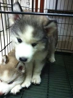 Chuyên bán và nhận oder các giống chó husky,alaska,samoyed..update thường xuyên !!! - 40