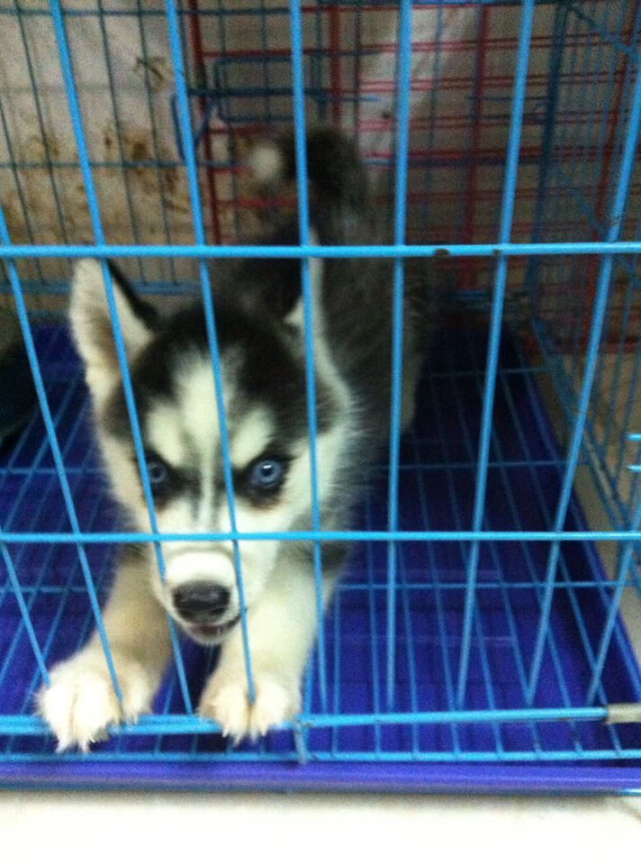 Chuyên bán và nhận oder các giống chó husky,alaska,samoyed..update thường xuyên !!! - 33