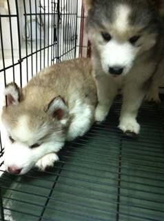 Chuyên bán và nhận oder các giống chó husky,alaska,samoyed..update thường xuyên !!! - 41