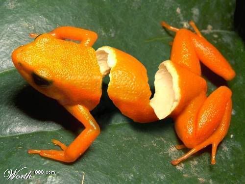 frog-tangerine.jpg