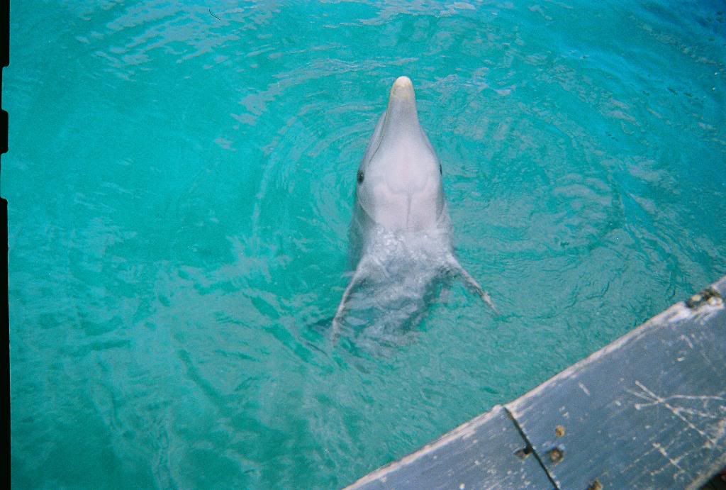 One of the Dolphins