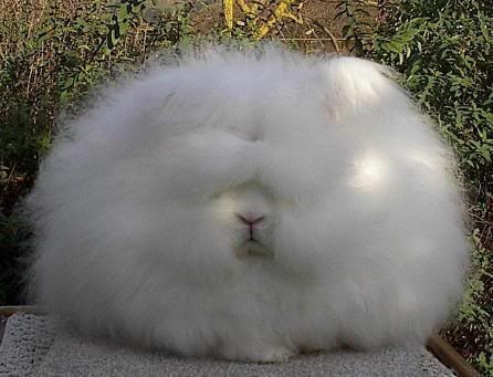 very_fluffy_bunny1.jpg