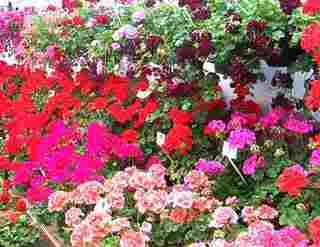 http://i190.photobucket.com/albums/z216/Mientjekabouter/geraniums.jpg