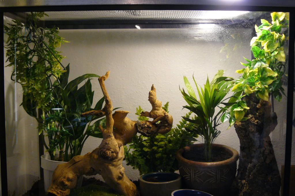 40TFlyingGeckoTank.jpg