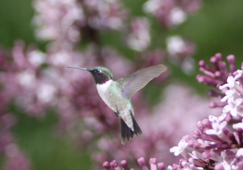 IMAGE: http://i190.photobucket.com/albums/z229/dwarrenr/Birds/HummingBirdWithFlower2.jpg