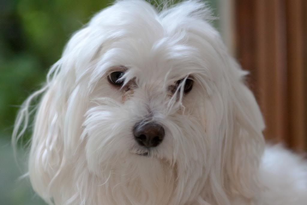 IMAGE: http://i190.photobucket.com/albums/z229/dwarrenr/Pets/Dash-4.jpg