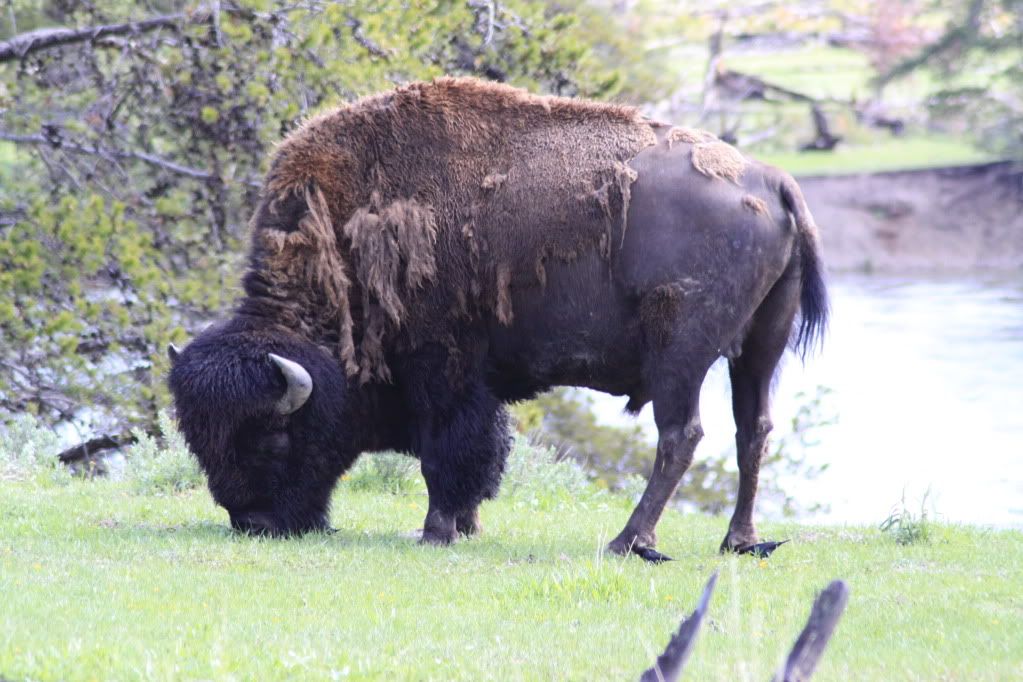 IMAGE: http://i190.photobucket.com/albums/z229/dwarrenr/Vacation%20out%20West/Yellowstone/IMG_1880.jpg