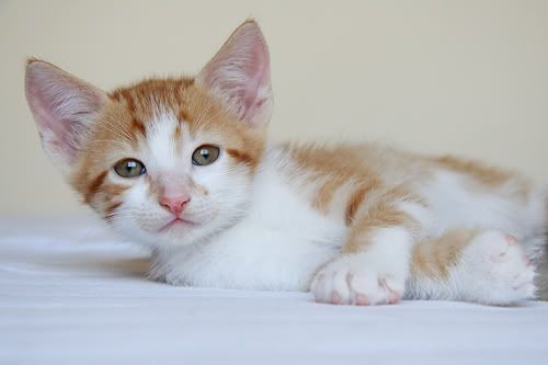 foto de um gatinho lindinho *-*