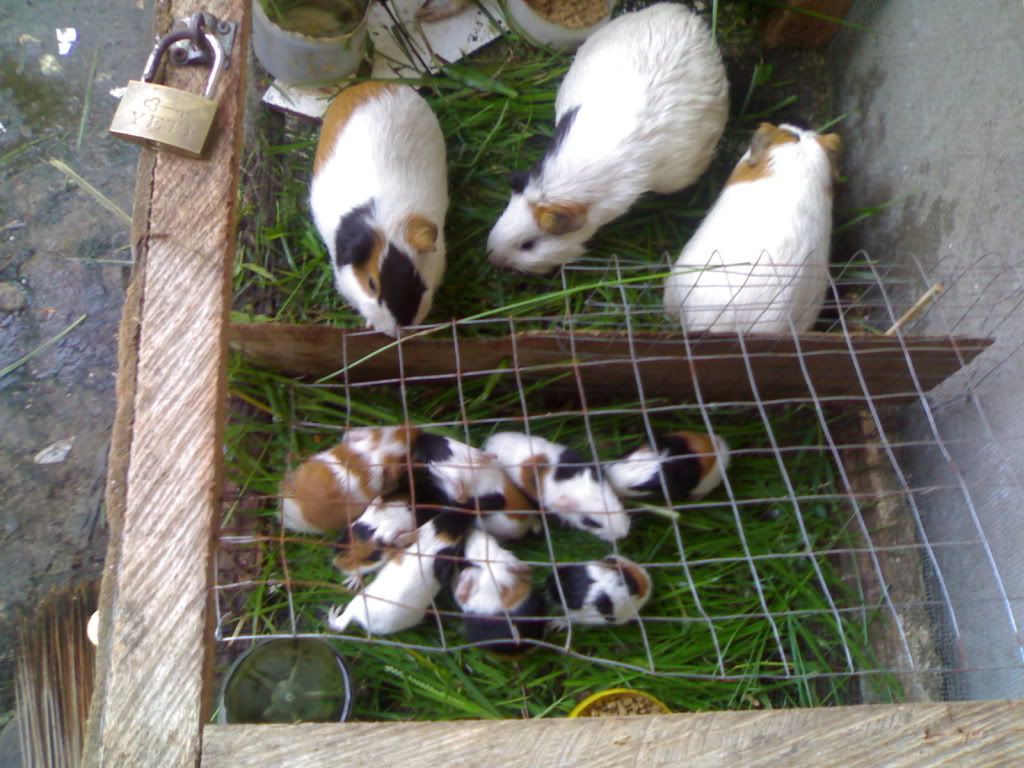 guinea pig pregnant