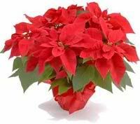 http://i190.photobucket.com/albums/z244/quynhmn/1139983949_poinsettia1.jpg