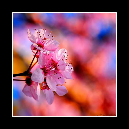 spring blossom Pictures, Images and Photos