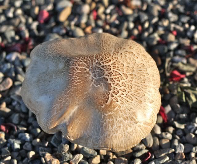 IMAGE: http://i190.photobucket.com/albums/z254/kcxrod/mushroom.jpg