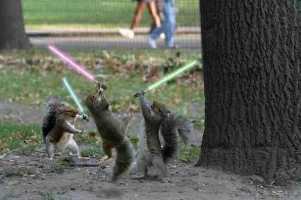 lightsaber-squirrels.jpg