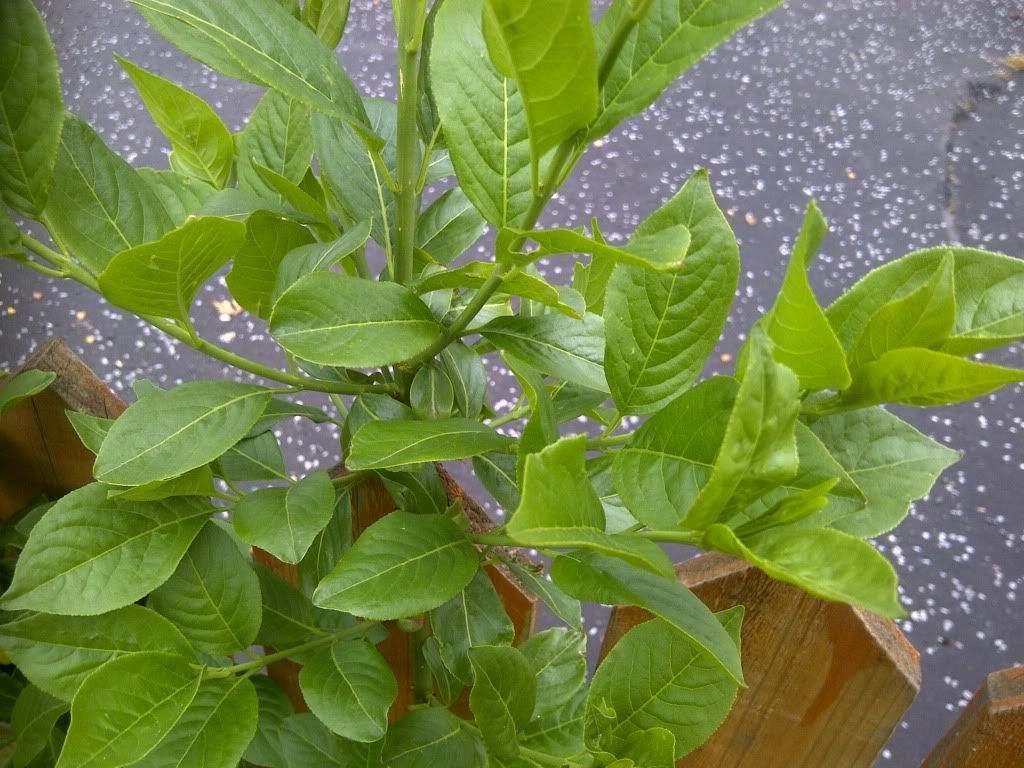 IMG-20120605-00429.jpg