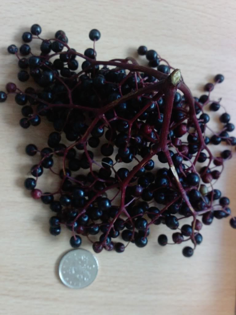 P1338_04-10-10.jpg