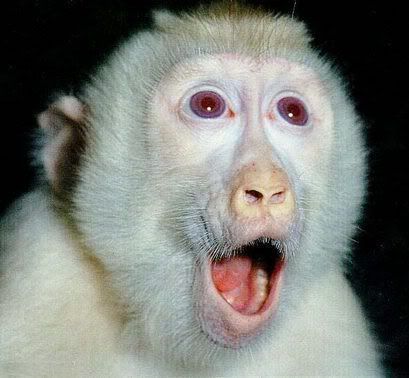 shocked monkey photo: SHOCKED MONKEY shocked20monkey.jpg