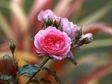 rose bud photo: Bud pink-rose-bud.jpg