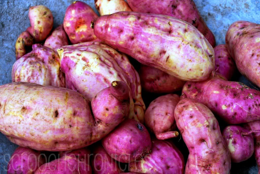 kami ng kamote nung isang araw sarap palang bumungkal ng kamote