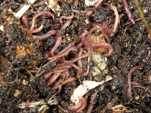 worms food chain