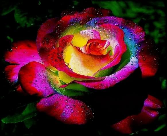 rainbow rose Pictures, Images and Photos