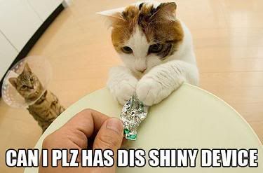 Shiny Cat Pictures, Images and Photos