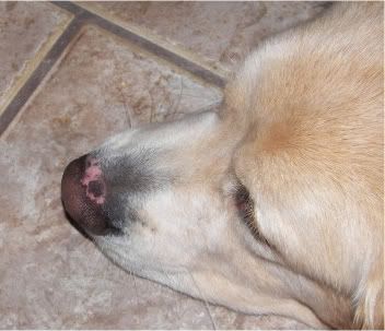 Charlie S Nose Is Peeling Pic Included Golden Retriever Dog Forums