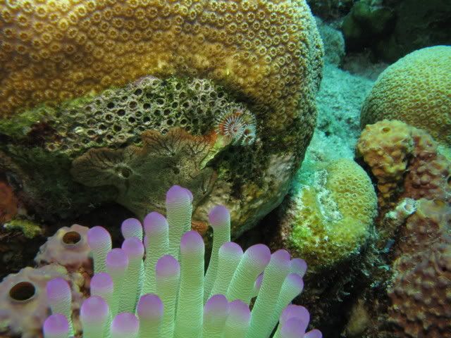 coral-anenome.jpg