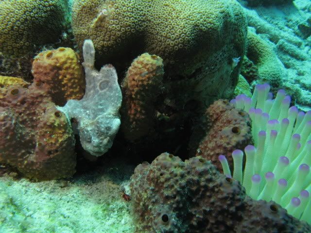 frogfish.jpg